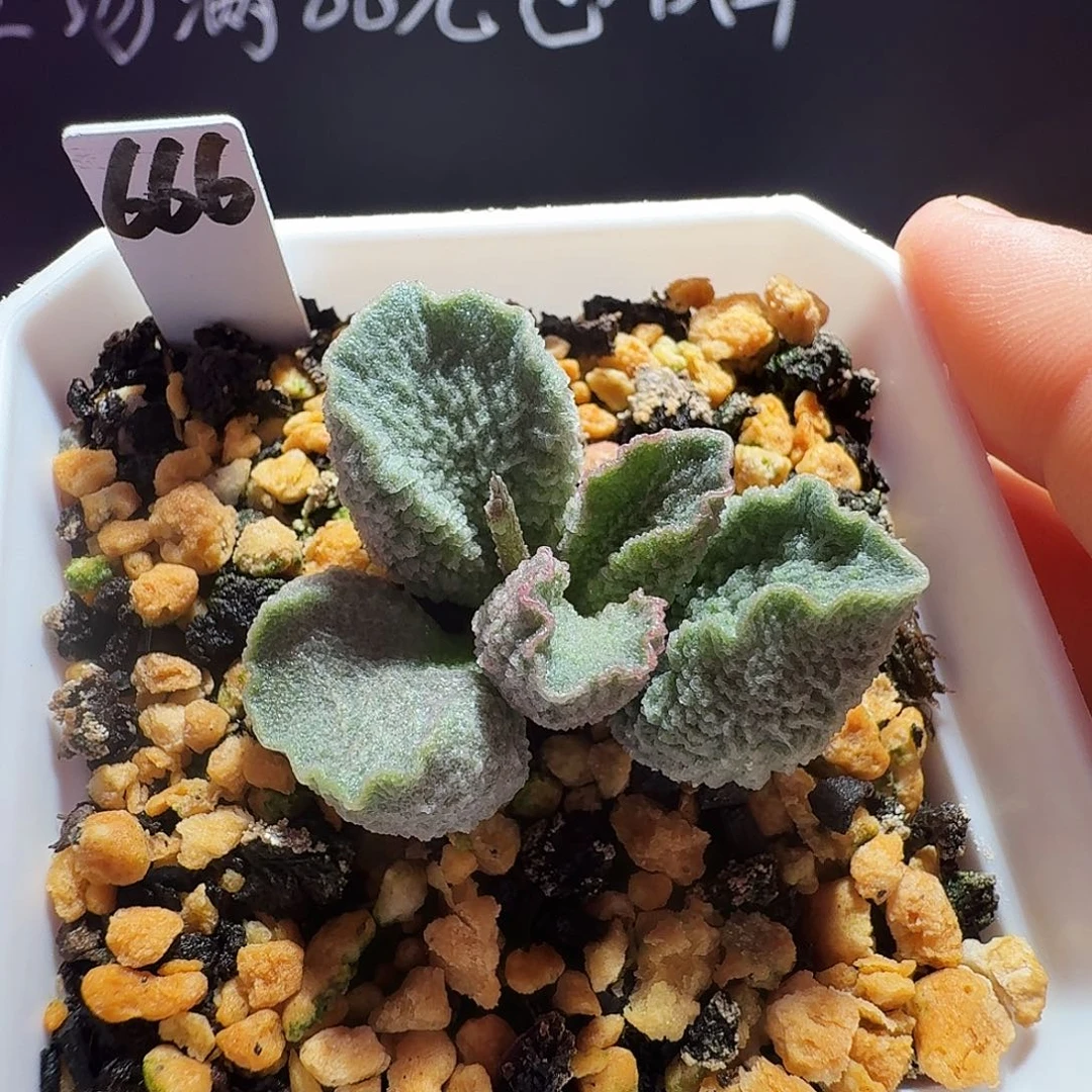 实生水泡，带盆发货，满88包顺丰