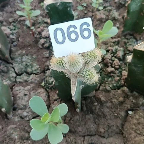 克莱因黄花一棵066