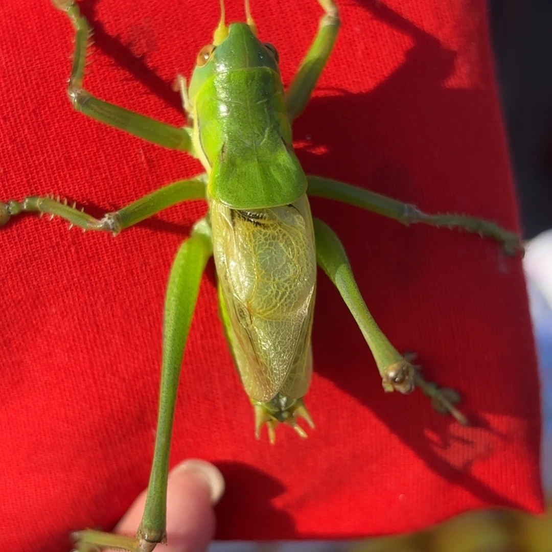 @***曦蝈蝈蝈蝈福福价格