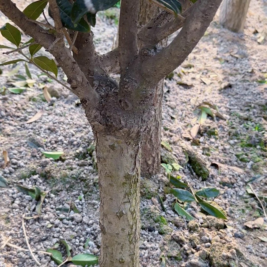 平*桂花。 八月桂系列