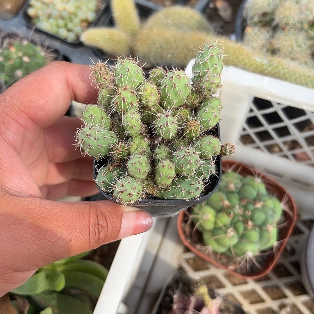 多肉植物金陵团扇