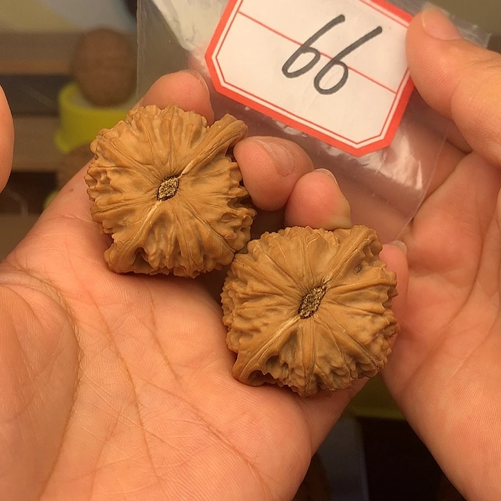 把件文玩核桃白狮子