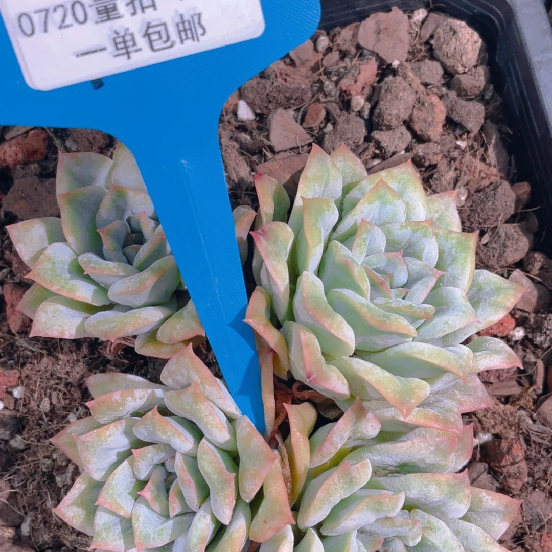 0720-37-泡泡纱裙群生一颗