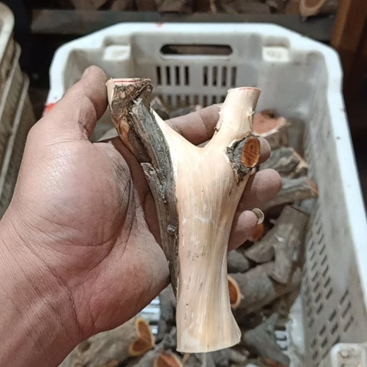 余***笙柏木崖柏原叉崖柏原叉