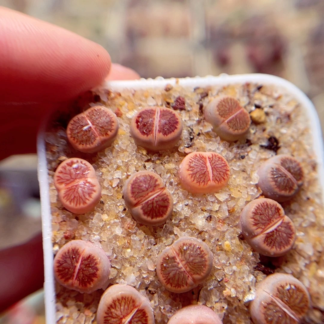 116号带盆包邮发货