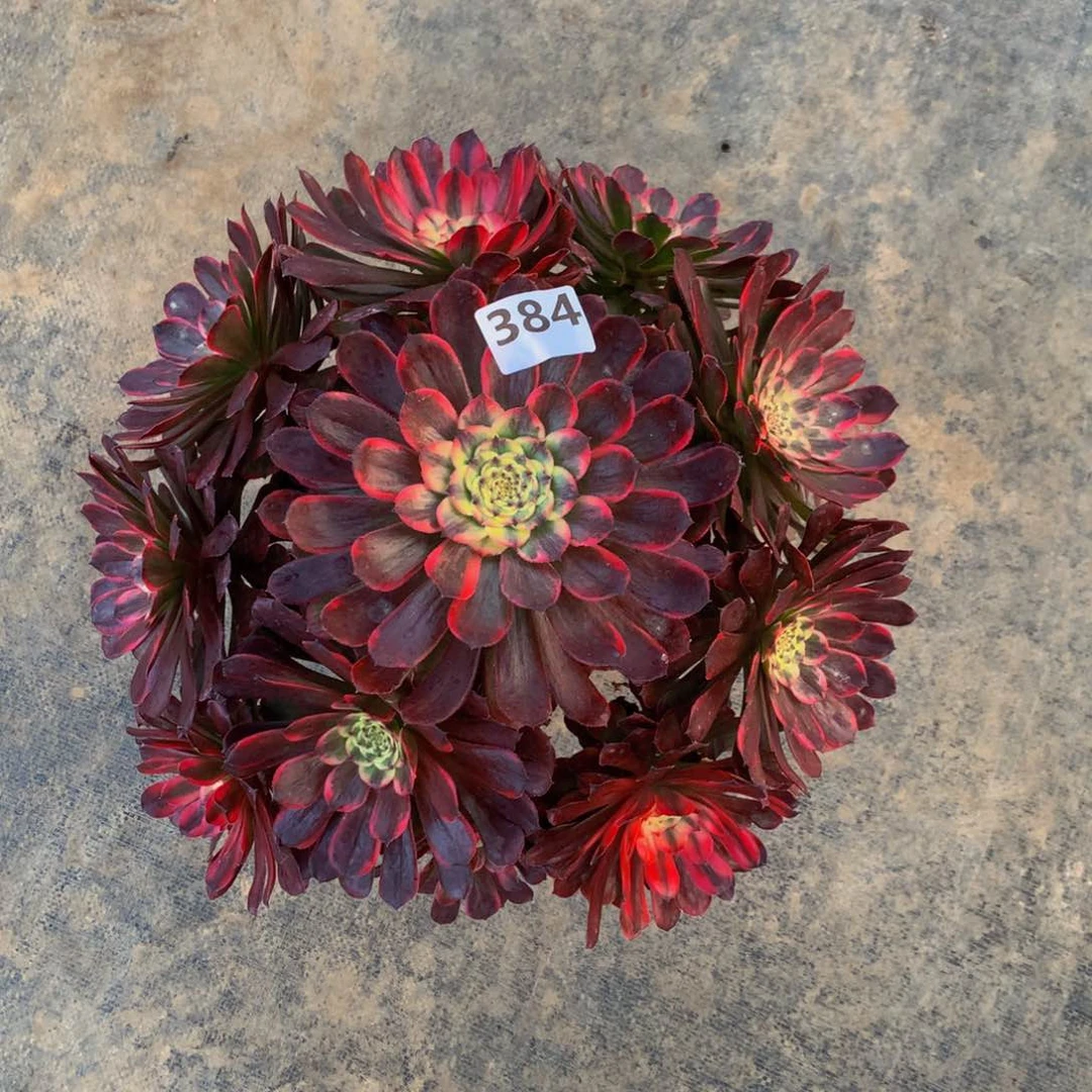 【闪购商品】木*姐黑魔锦38400000000