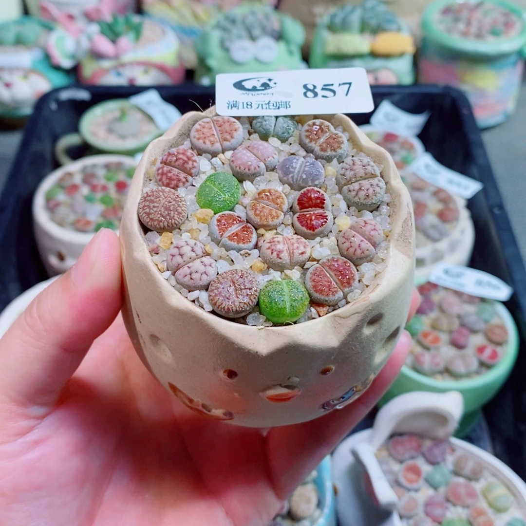 生石花花花花花花花857