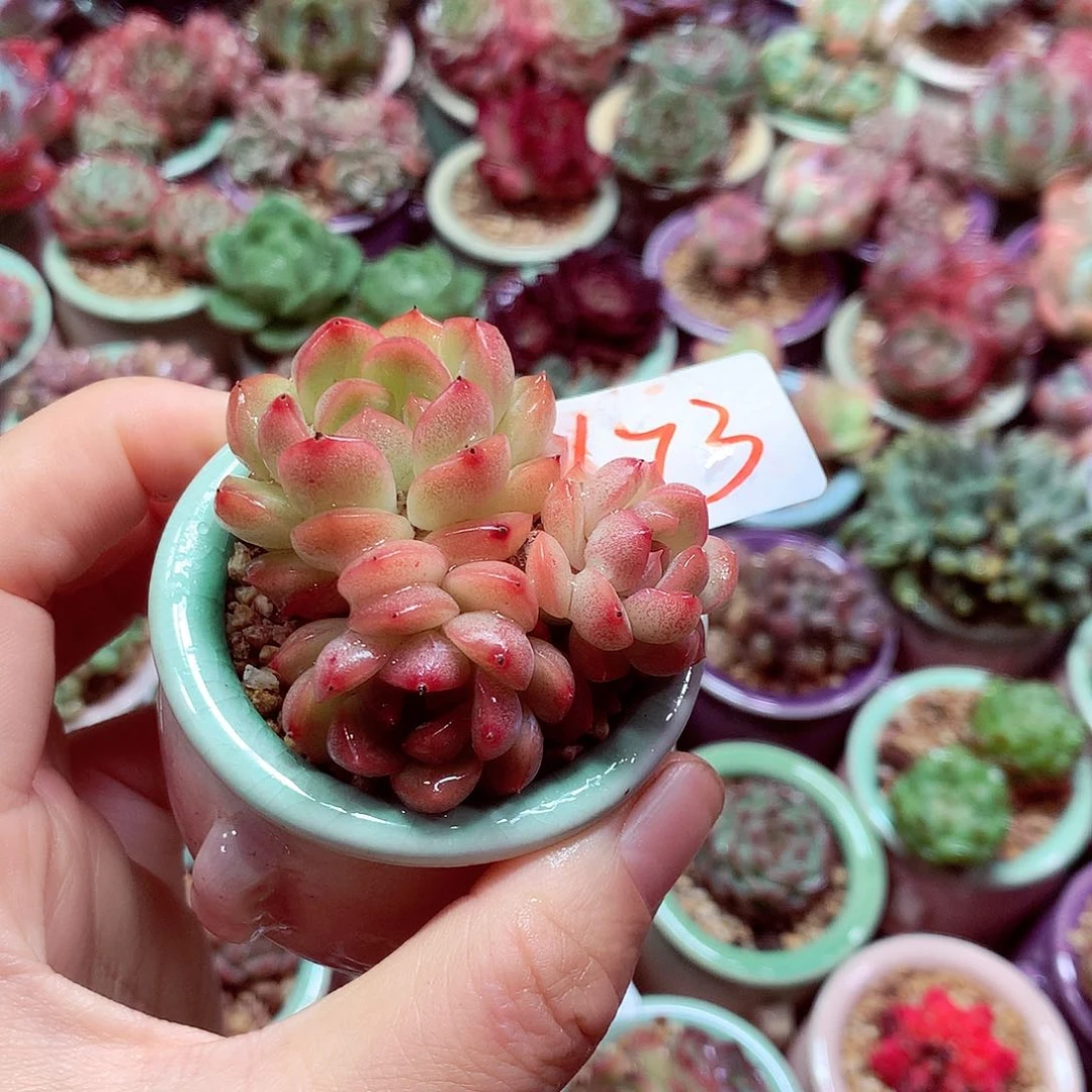 精控拇指盆F7.5673