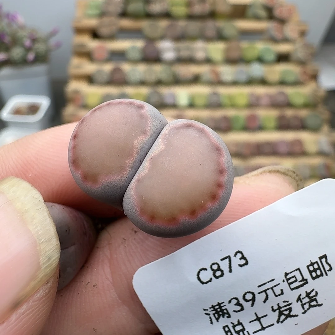 人***瓜873多肉哈哈哈哈哈哈