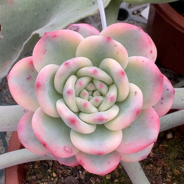 爱丽儿锦一物一拍锦龙