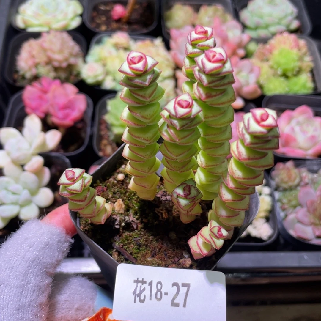 花利美18-27钱串子