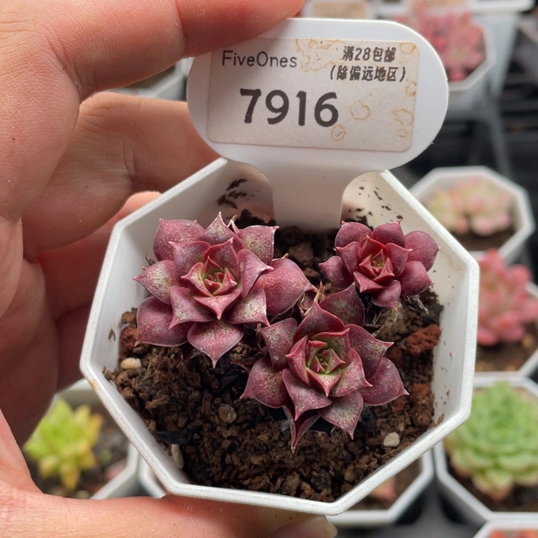 罗西玛7916-5厘米