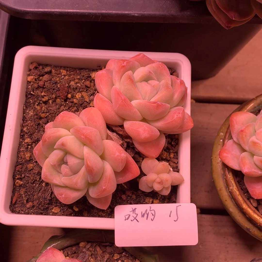 哎***哦冰玉双头（哎哟