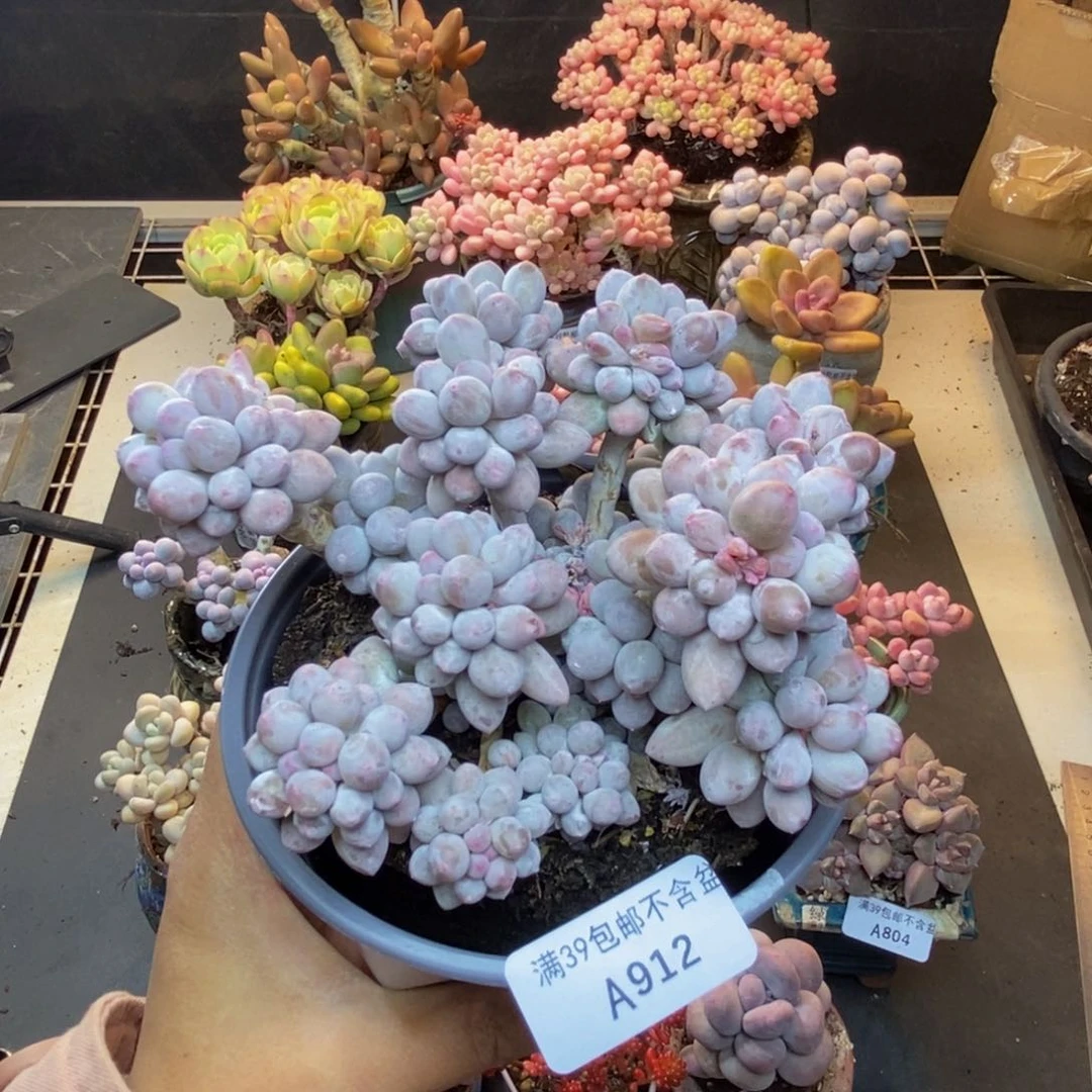 912香水手指奶多肉9cm