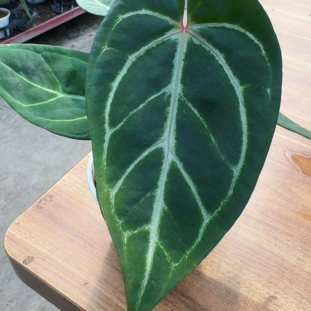 伽***植完全开放一物一拍B183