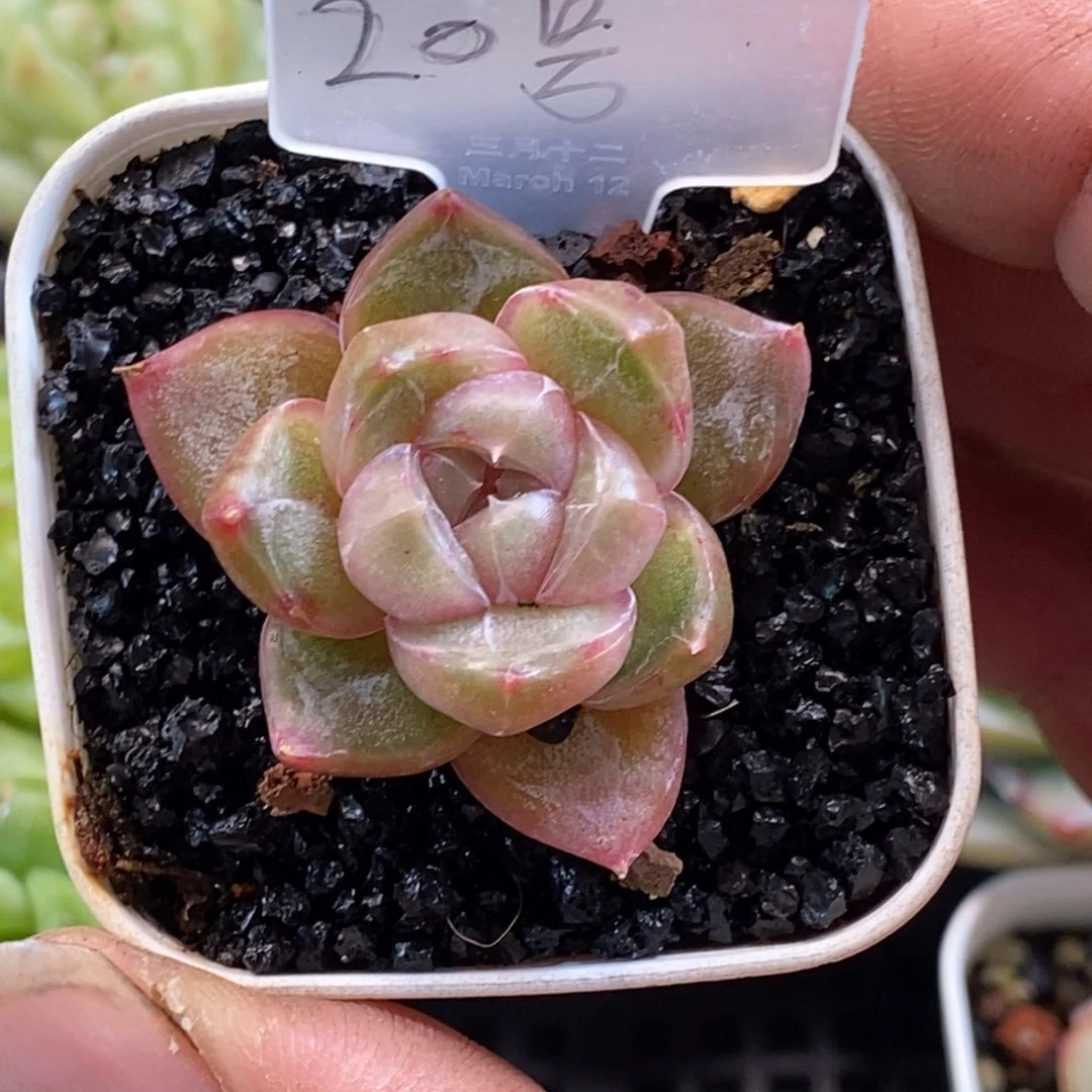 天官赐福百无禁忌