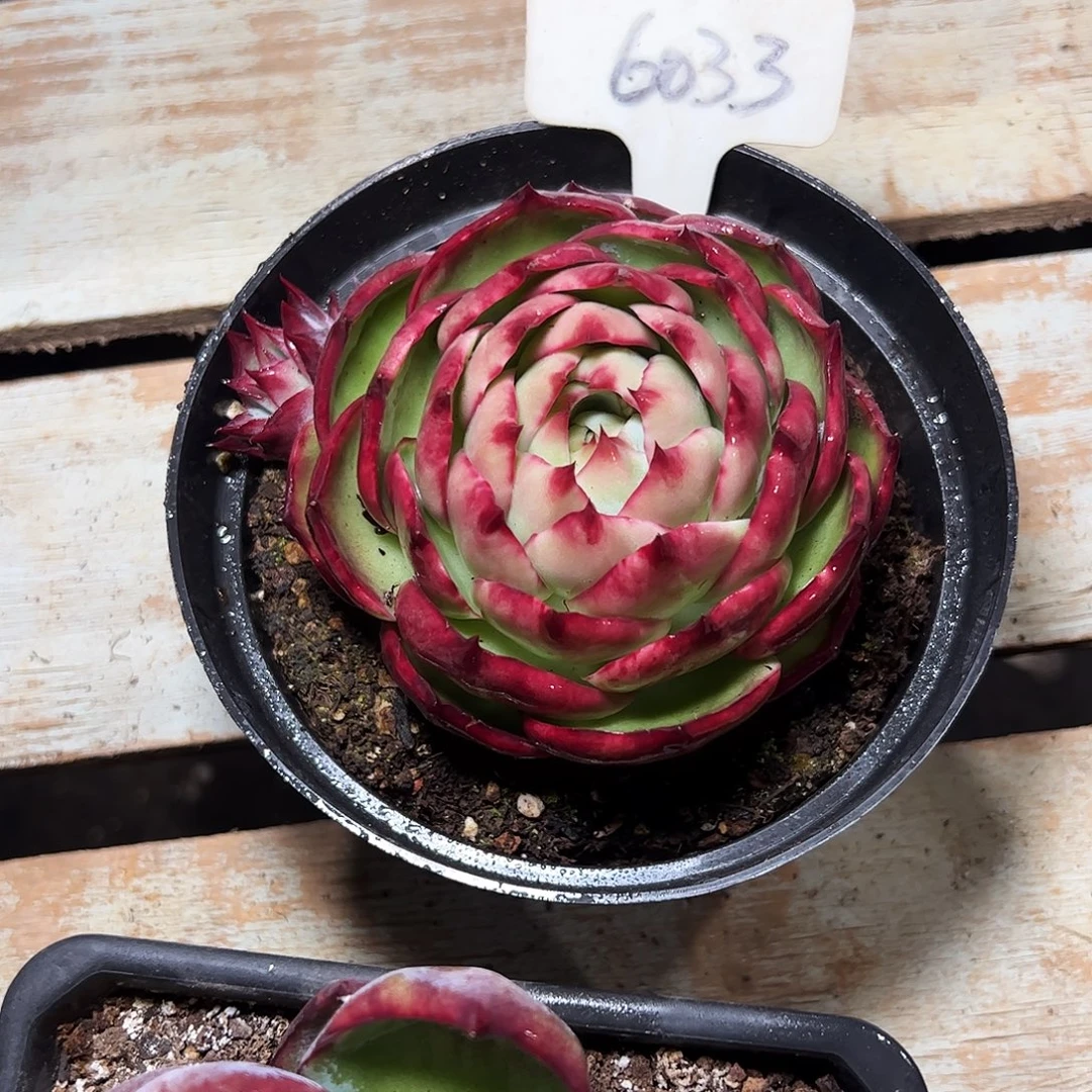 瑞***雪惊鸿仙子一物一拍6033号