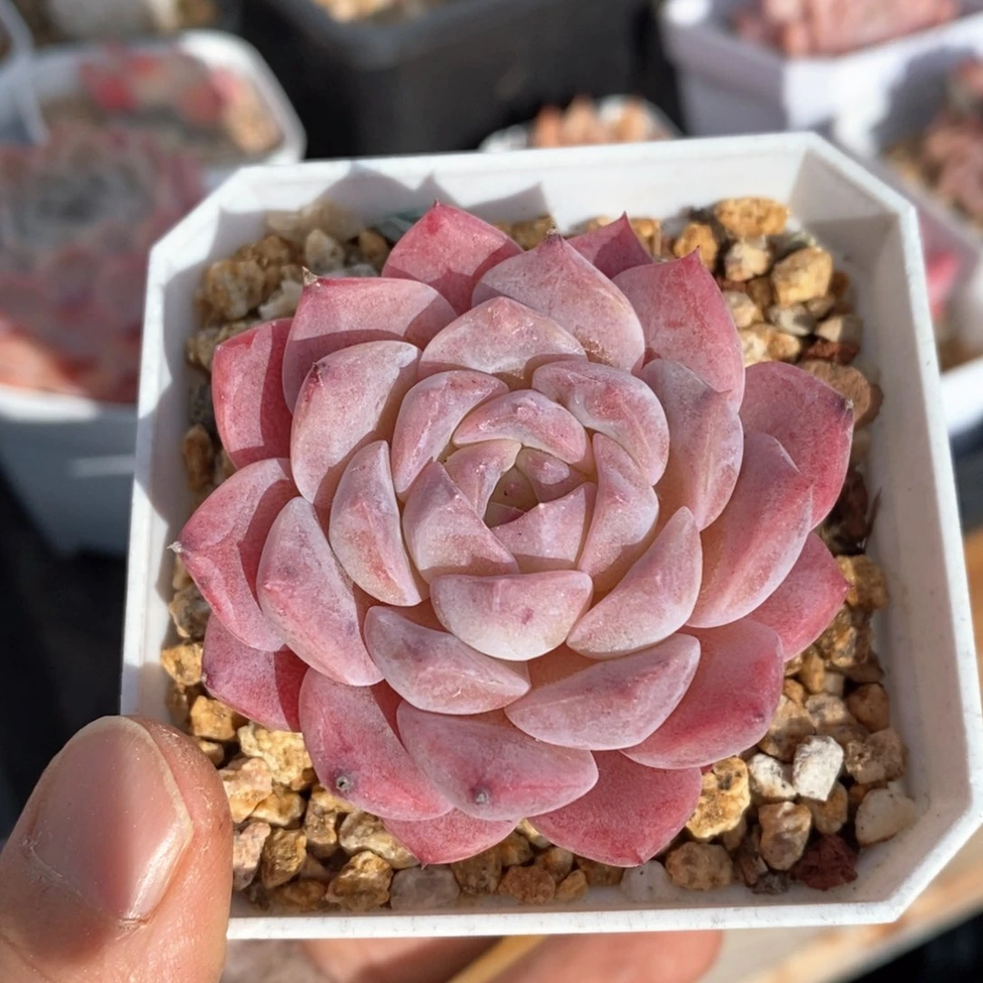 精品多肉一物一拍137