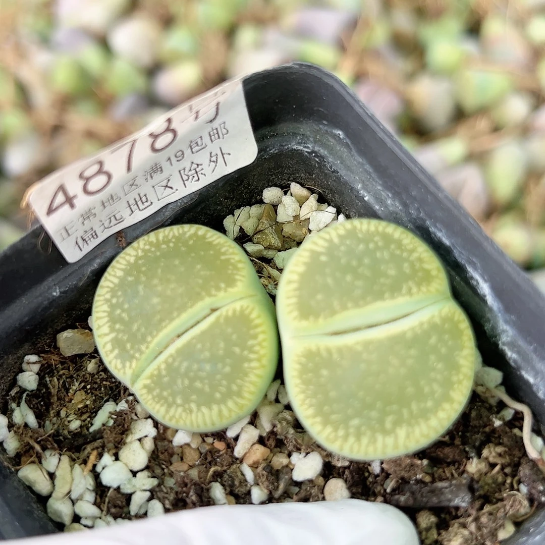 4878 好养易活生石花大母本