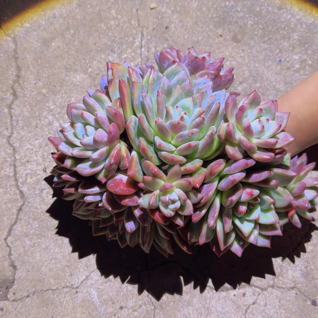 森***＊6祖母绿多肉植物的生长