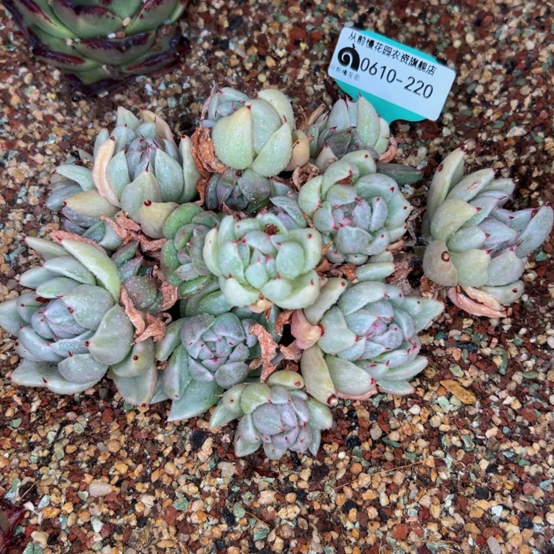 多肉一物一拍0610-220