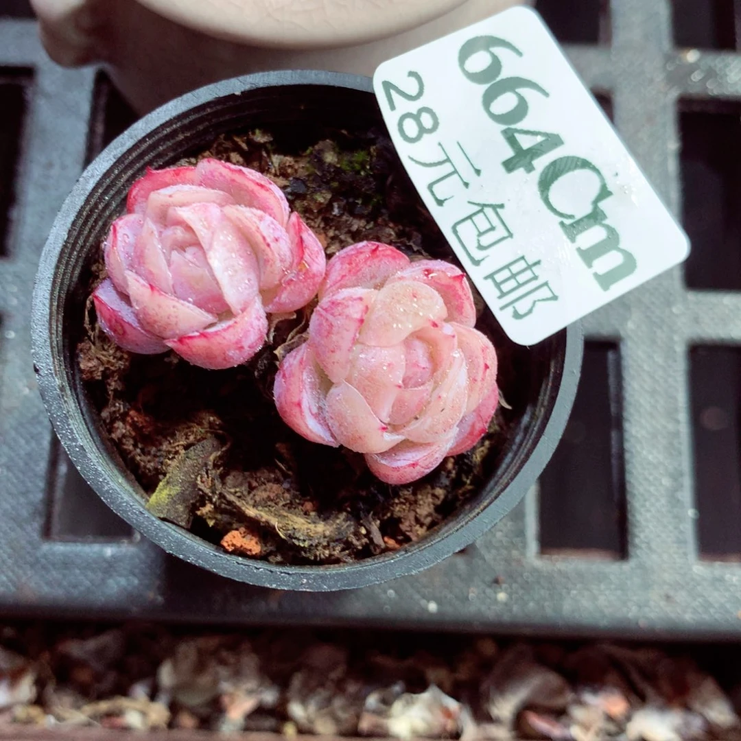 5厘米盆精控多肉664