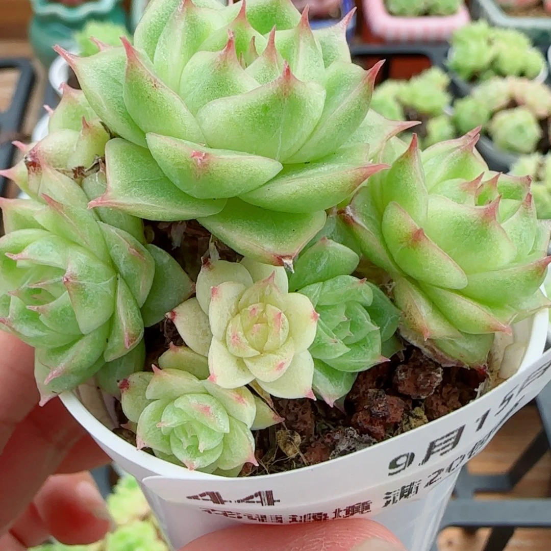变***鱼花语逸镜0915-44整