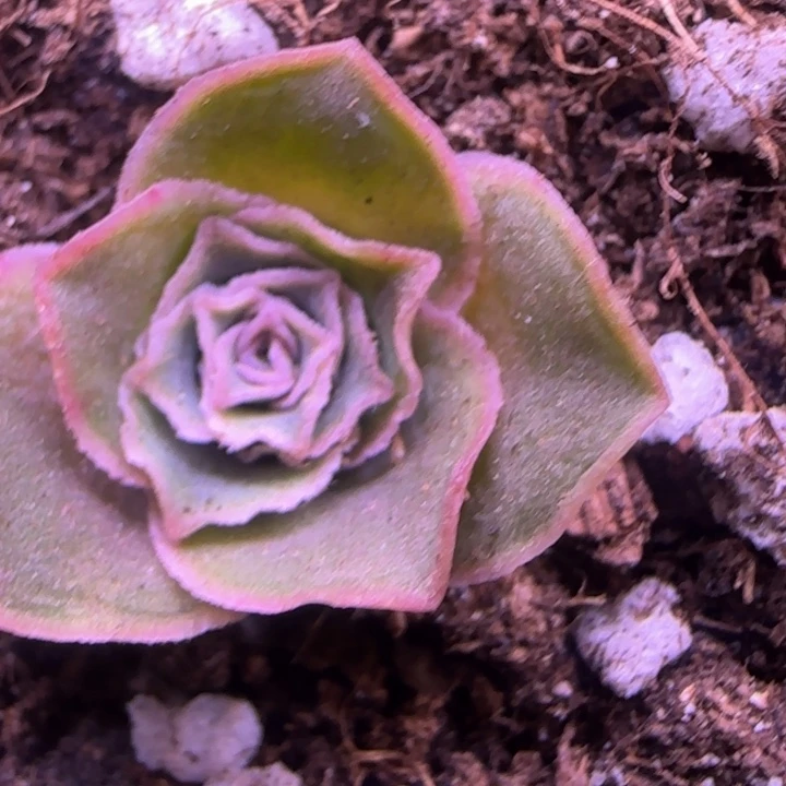 蕾丝单头1厘米加1233