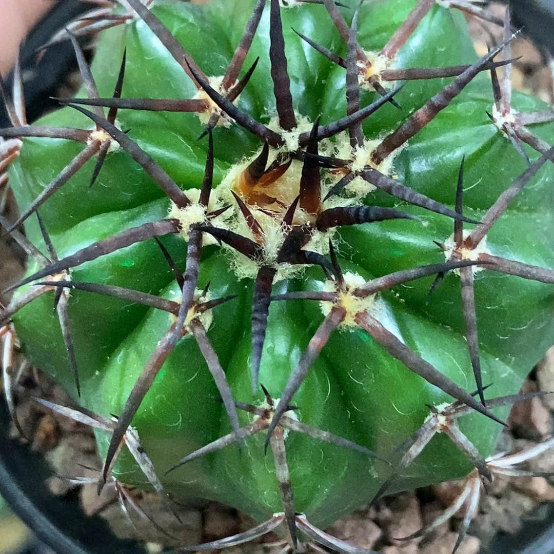 孤品实生特选株铃木黑刺螺旋纹圆盘玉5.3cm