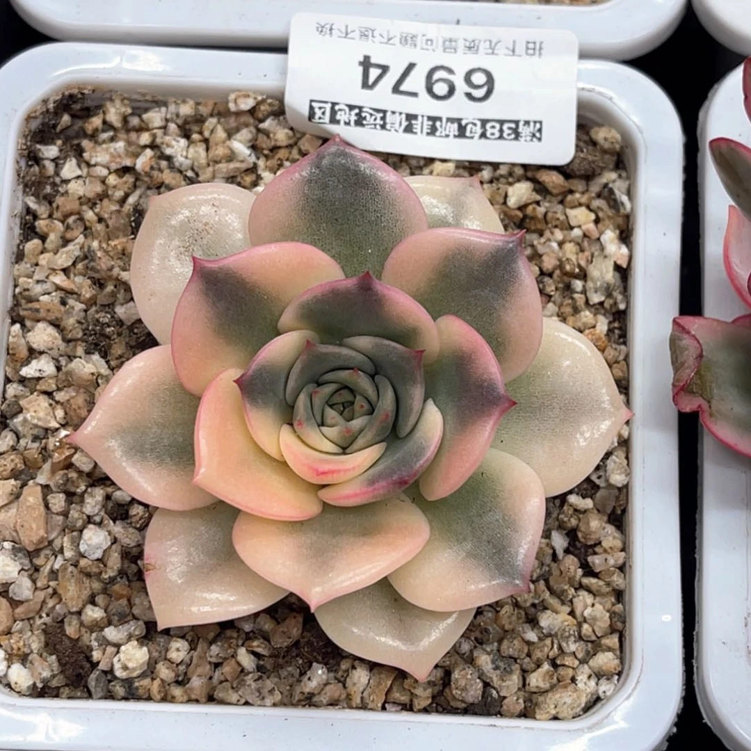 ?****。多肉不知名锦6974（11级代金券抵扣