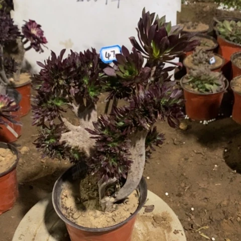 黑法师缀有断一物一拍