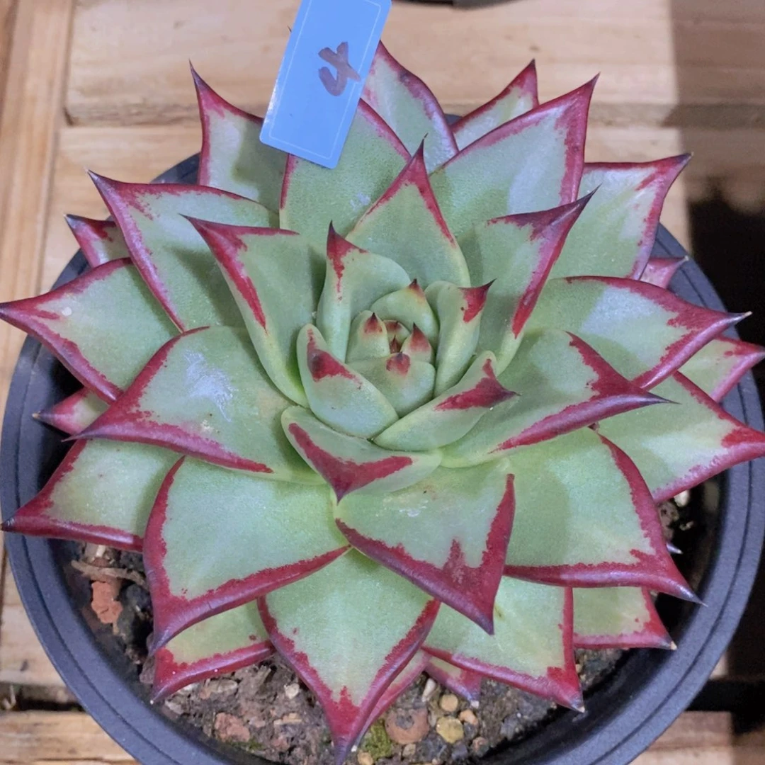 缘****?福利美乌4红玫瑰