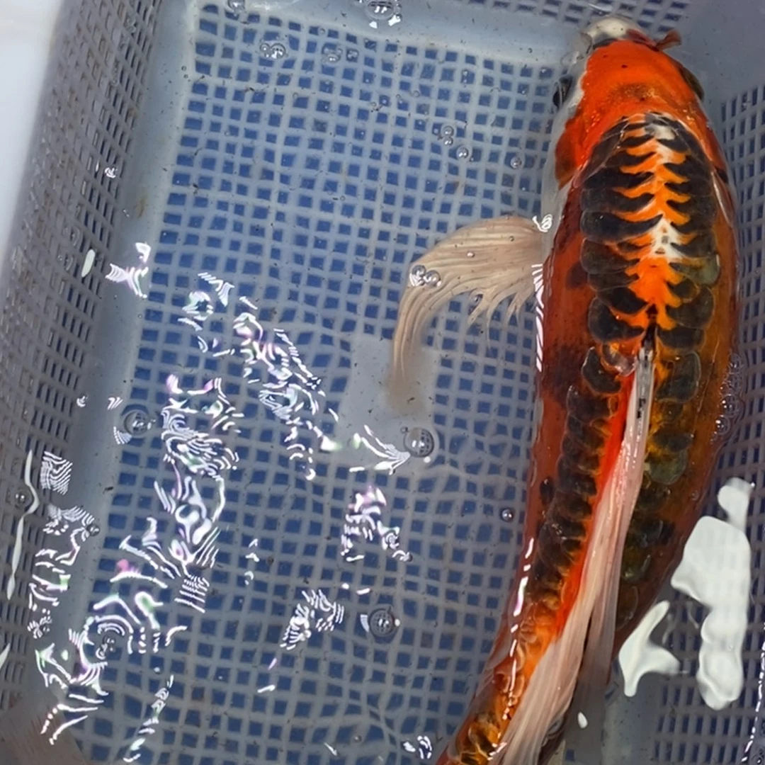 锦鲤冷水锦鲤包邮