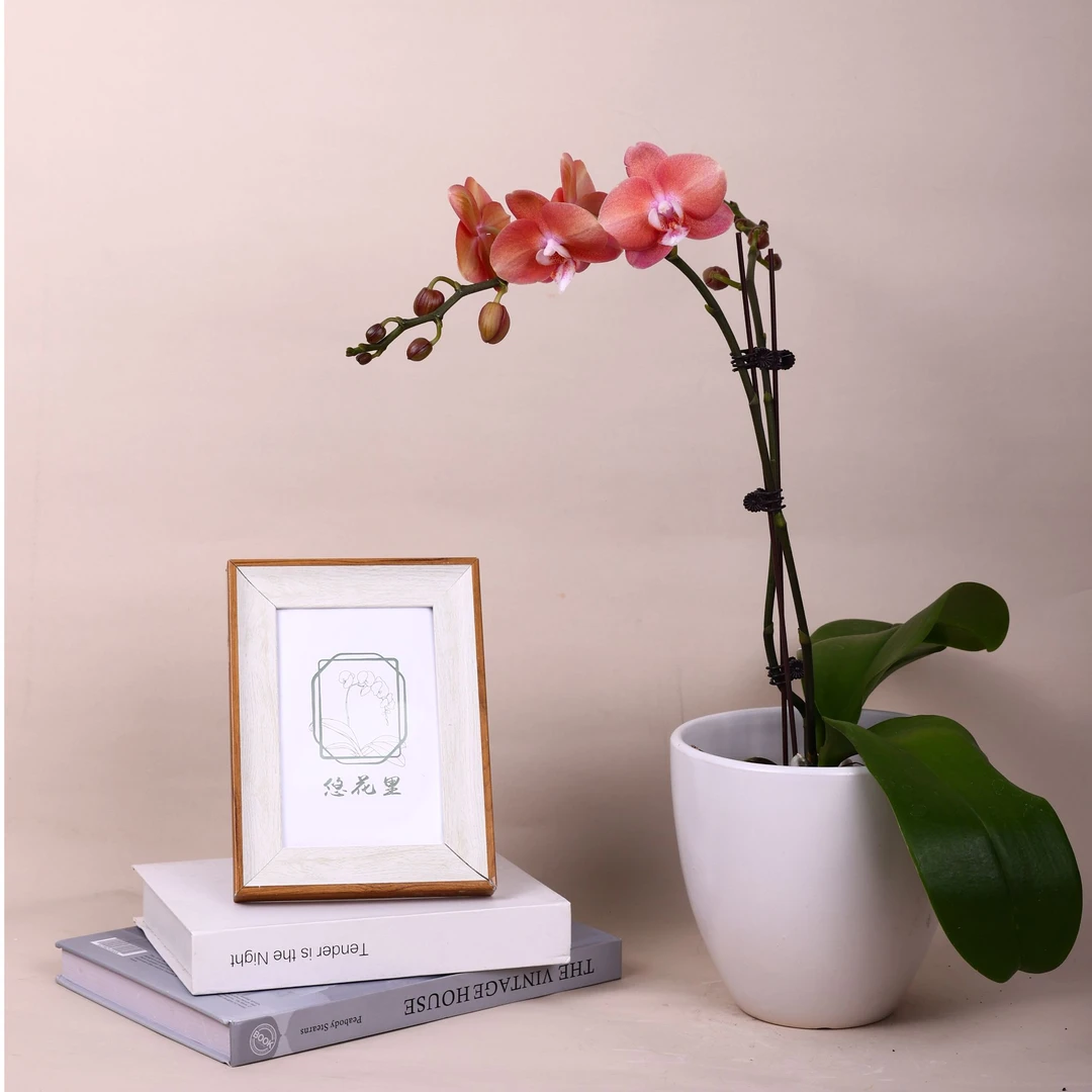 悠花里蝴蝶兰（鲑鱼少量花苞3.5寸杯）开花珠发货