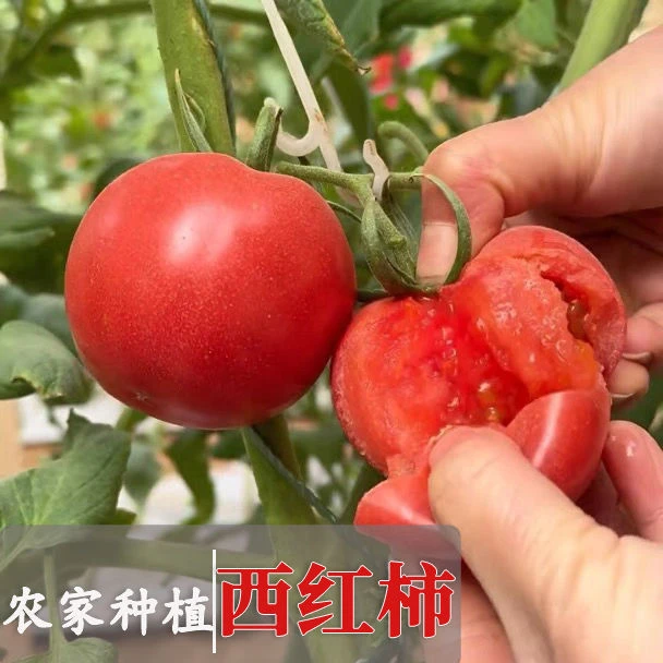 广西西红柿当季新鲜采摘可生吃番茄农家自种自然熟