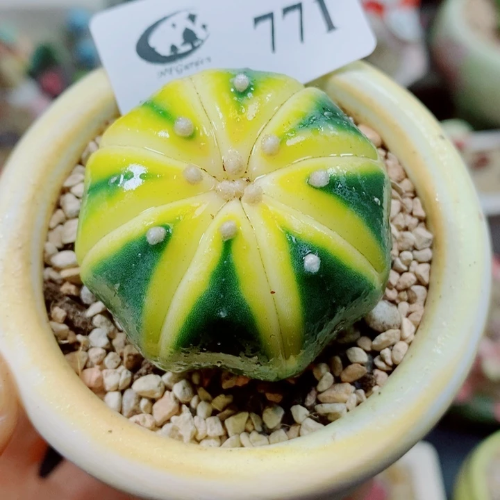 生石花花花花花花花771