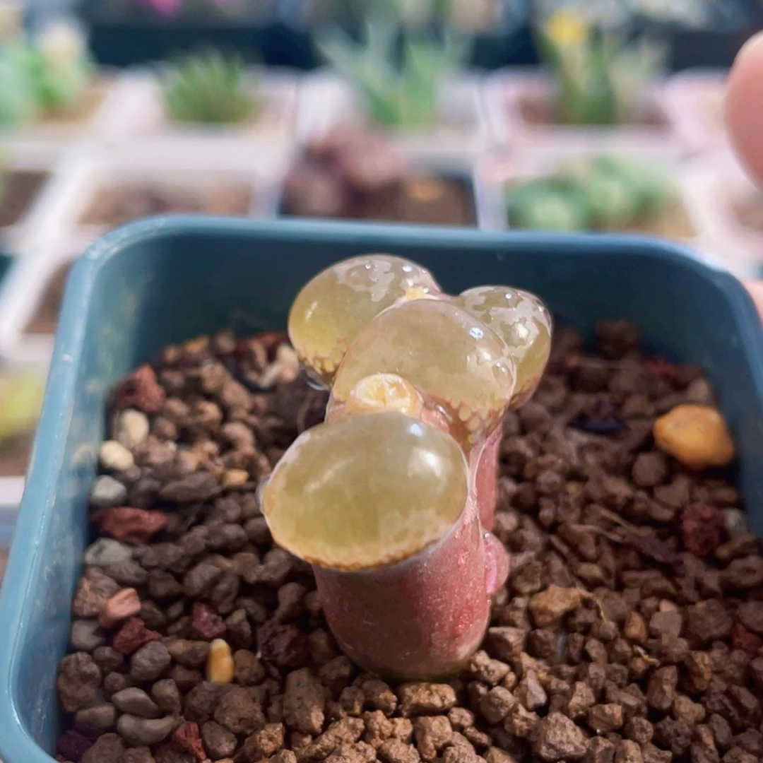 大翻窗红风铃双头植物一物一拍