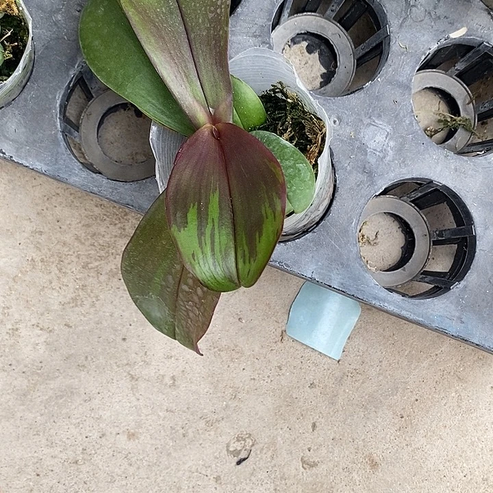 当前无花栽培后可以开花带锦黑玫瑰