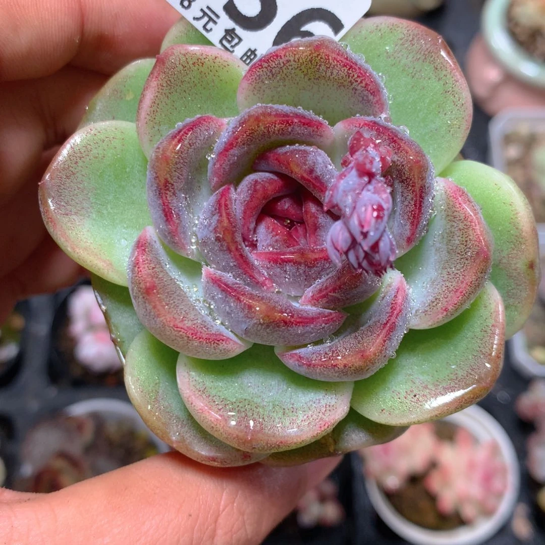 5CM拇指盆精控多肉YZ756