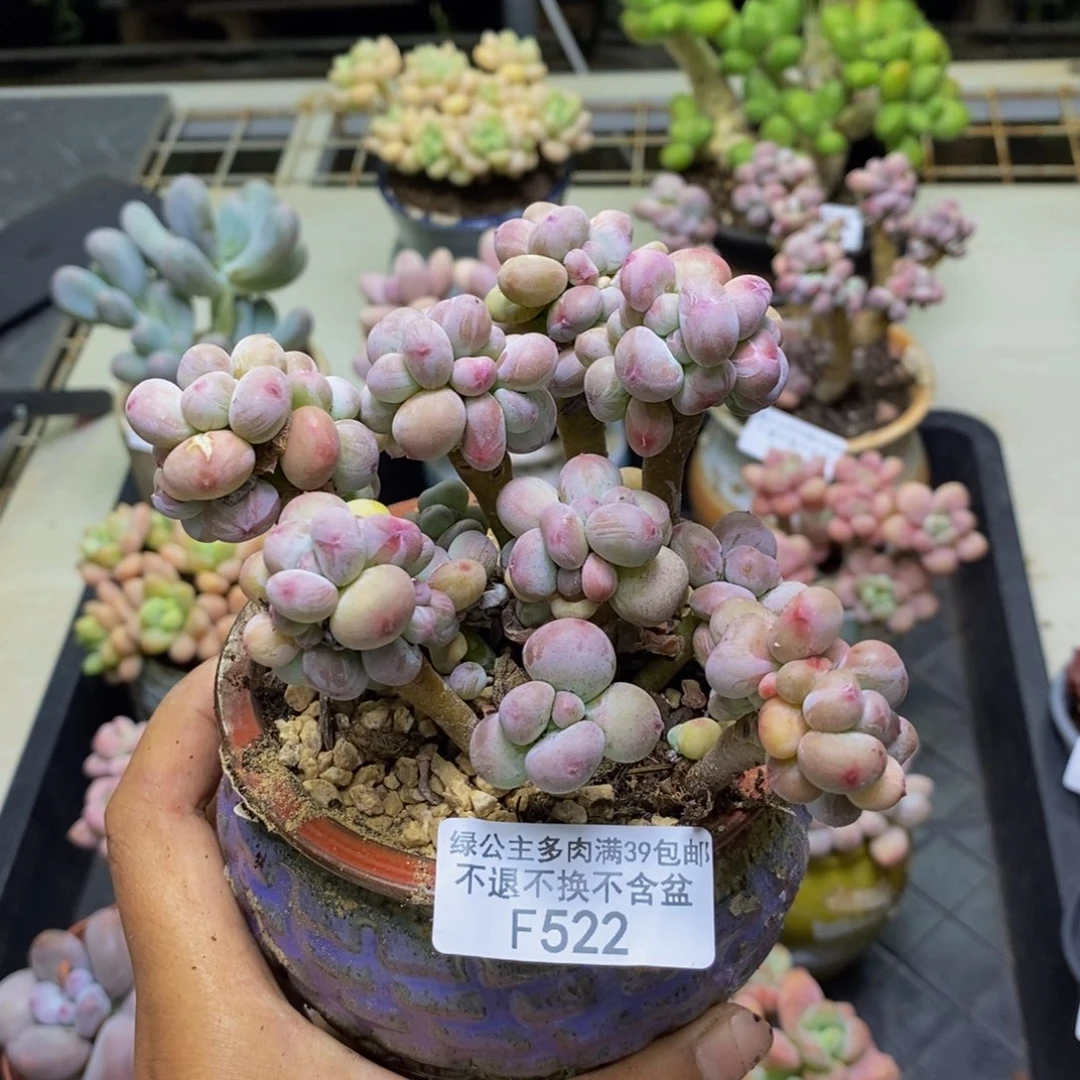 522苹果奶四代多肉10c m