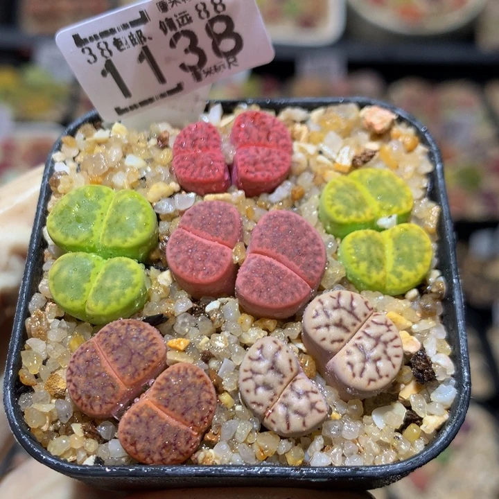 Sss精品生石花1138