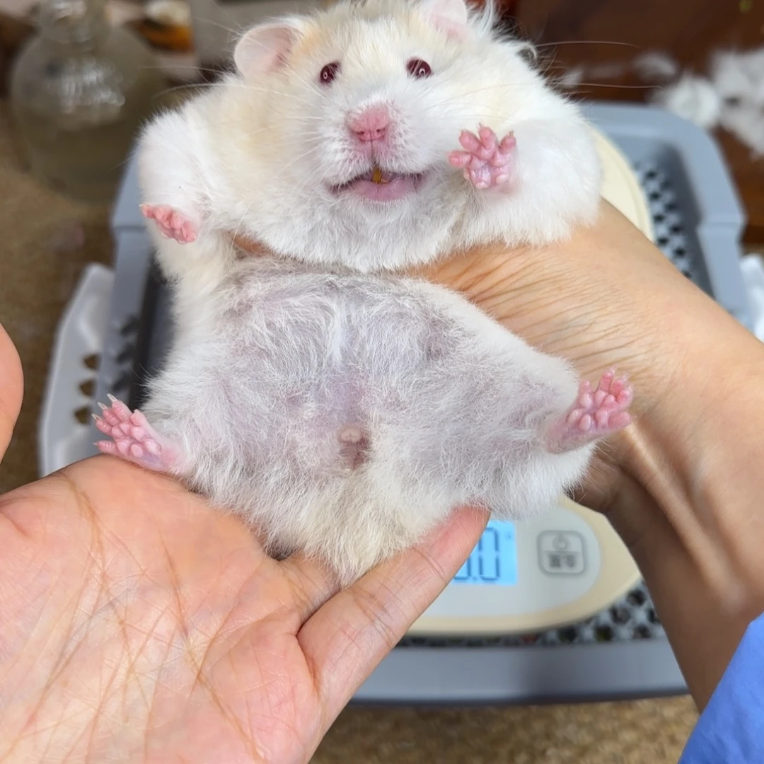 蜜波妹妹215g8个月