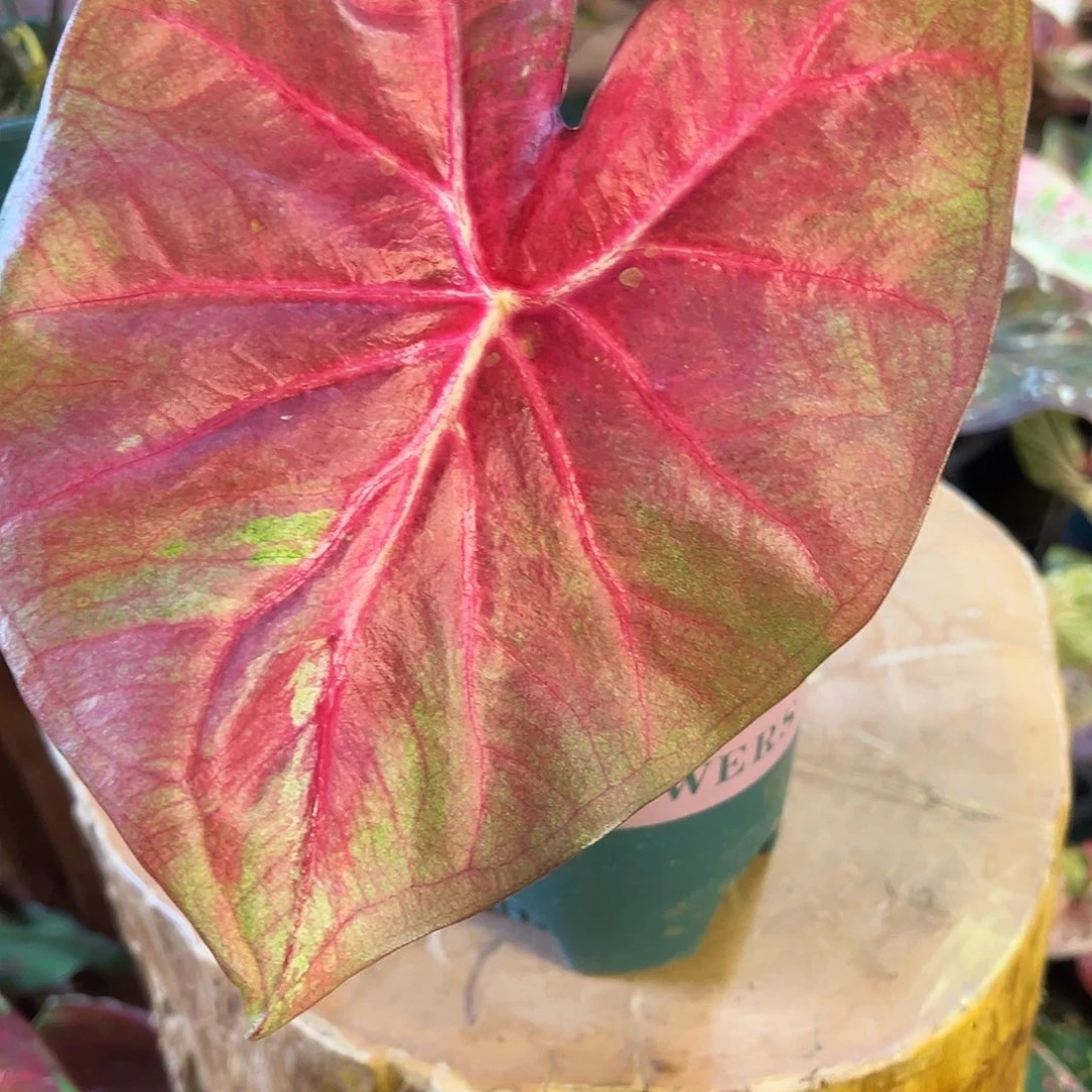 无花朵粉米奇头73