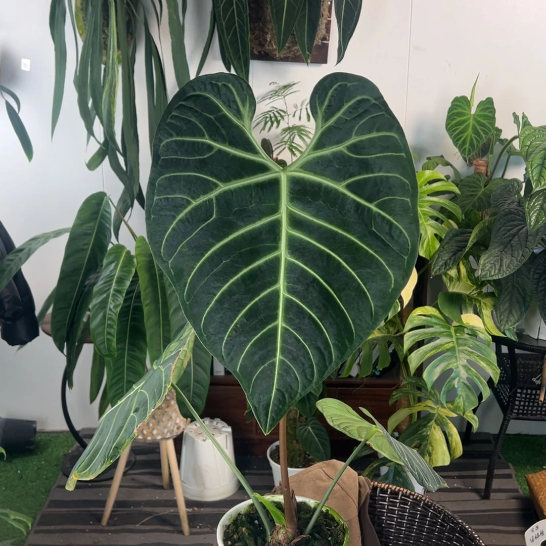 完全开放原桩进口脑纹帝王