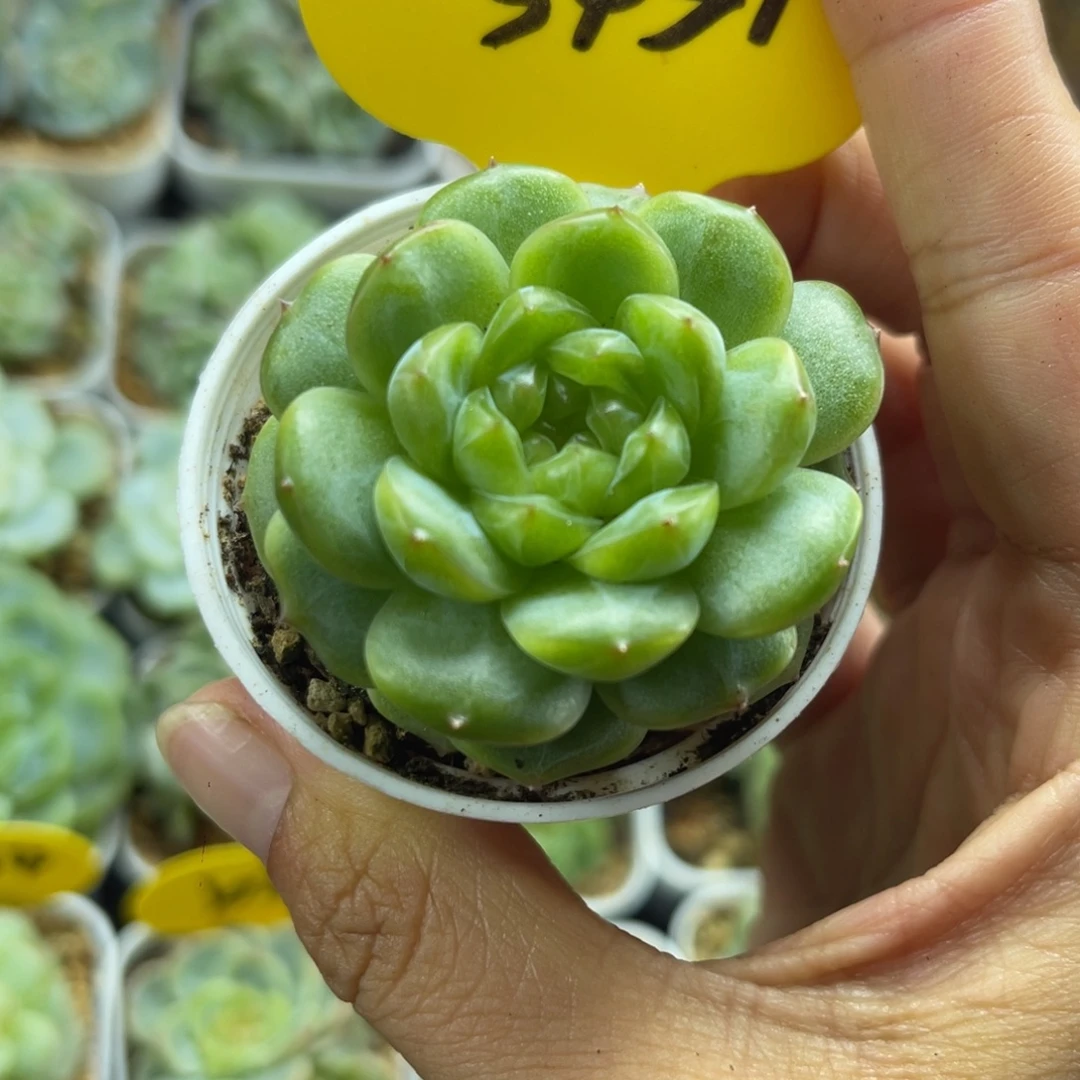 绿油透圆秃珍妮单头3451