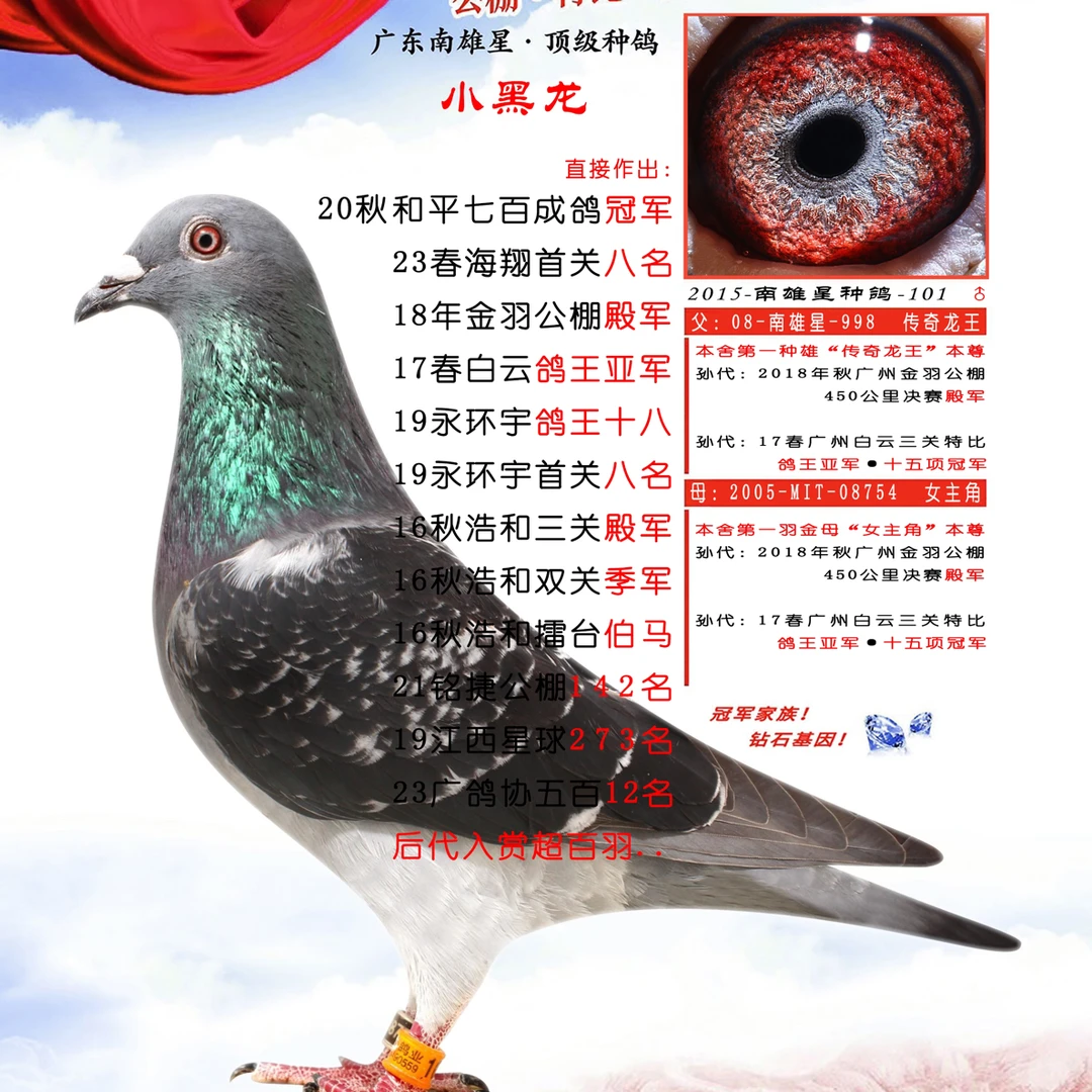 第一种雄“小黑龙”孙代种鸽一对