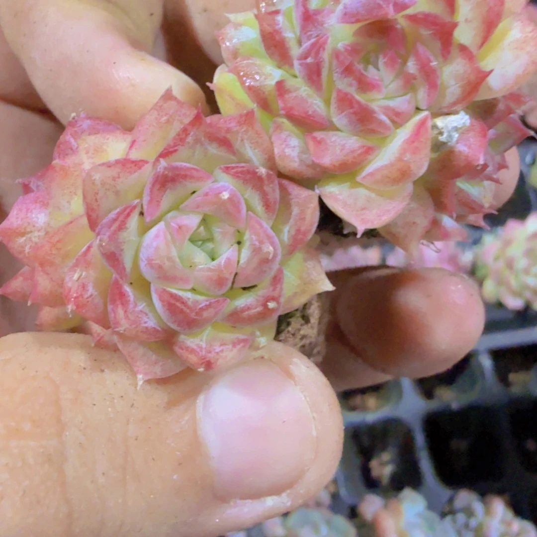 百变女王五颗一组