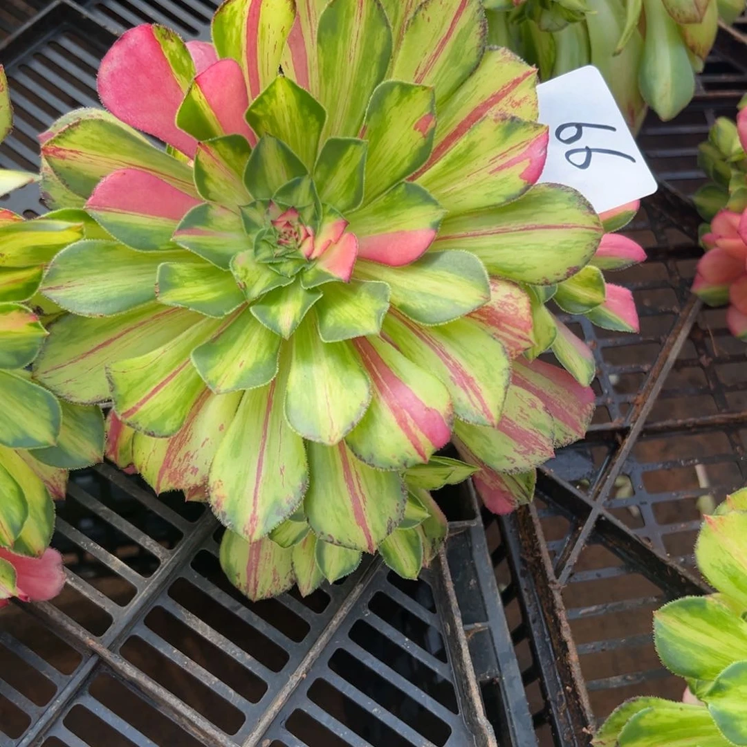 精品多肉植物066