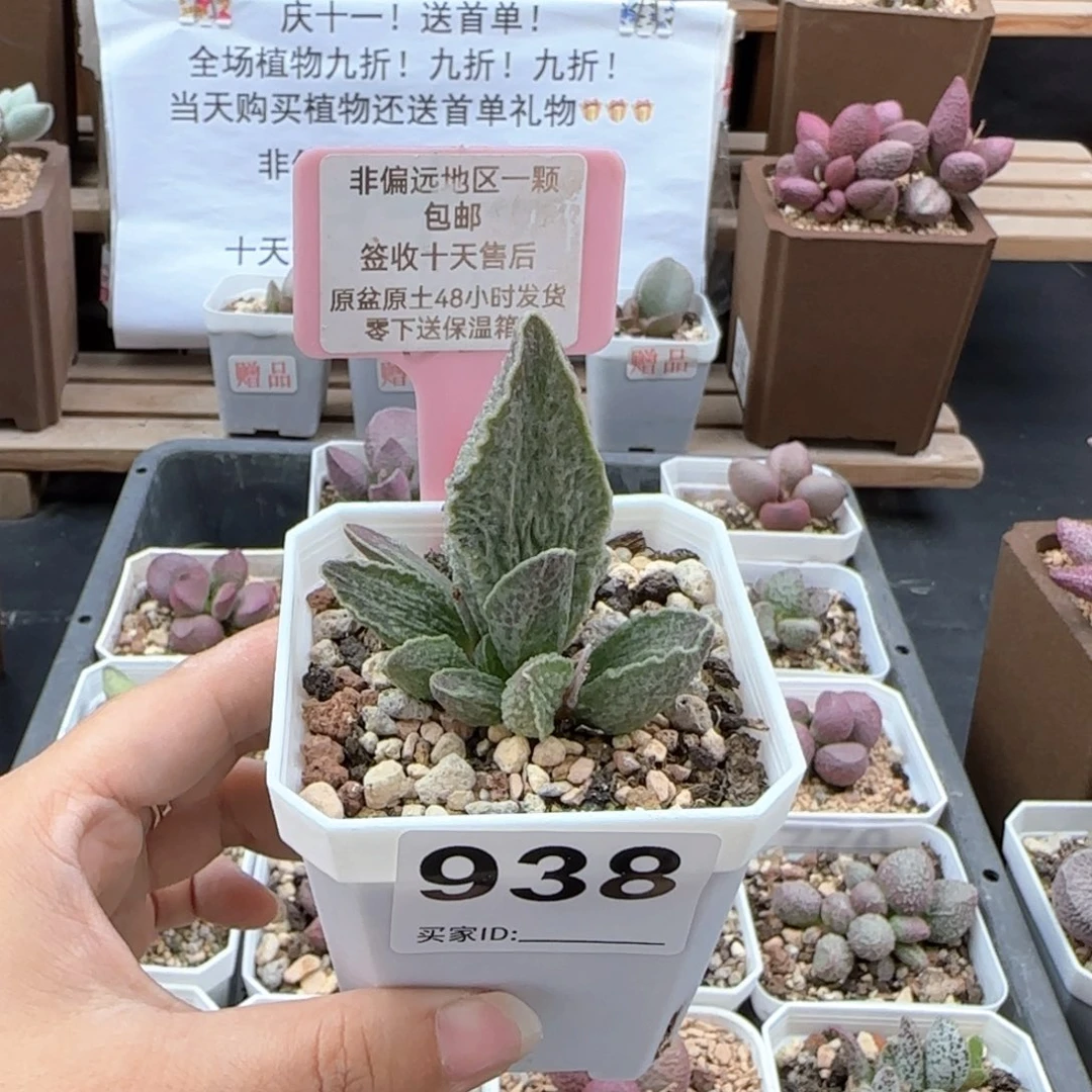 938酒红猪肝多肉植物