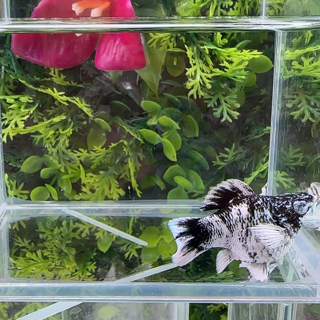 孔雀鱼钻石玛丽水墨一对